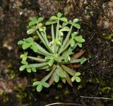 Oxalis sanmiguelii subspecies urubambensis. Вегетирующее растение. Перу, регион Куско, обочина тропы вдоль железнодорожного полотна. 19.10.2019.