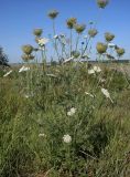 Daucus carota. Цветущее растение. Ростовская обл., Азовский р-н, окр. с. Пешково, пойма р. Кагальник. Первая декада августа 2004 г.