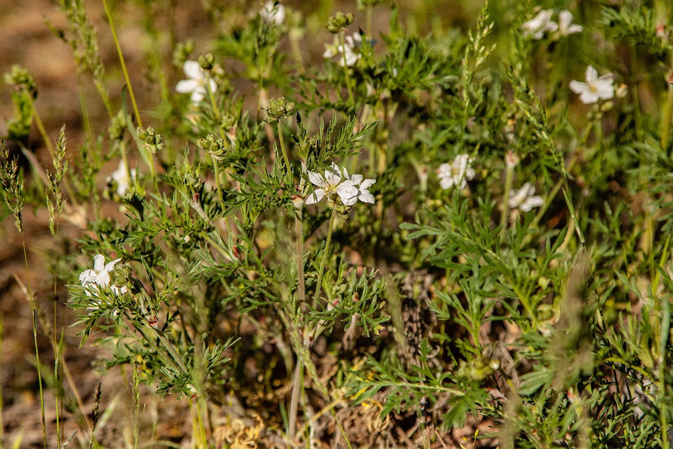 Изображение особи Erodium stevenii.