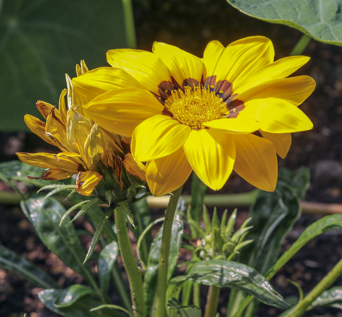 Image of Gazania &times; hybrida specimen.