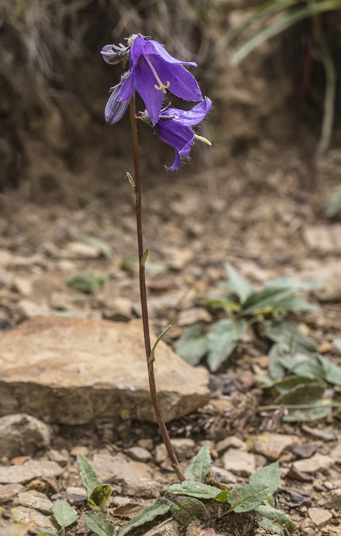 Изображение особи Campanula collina.