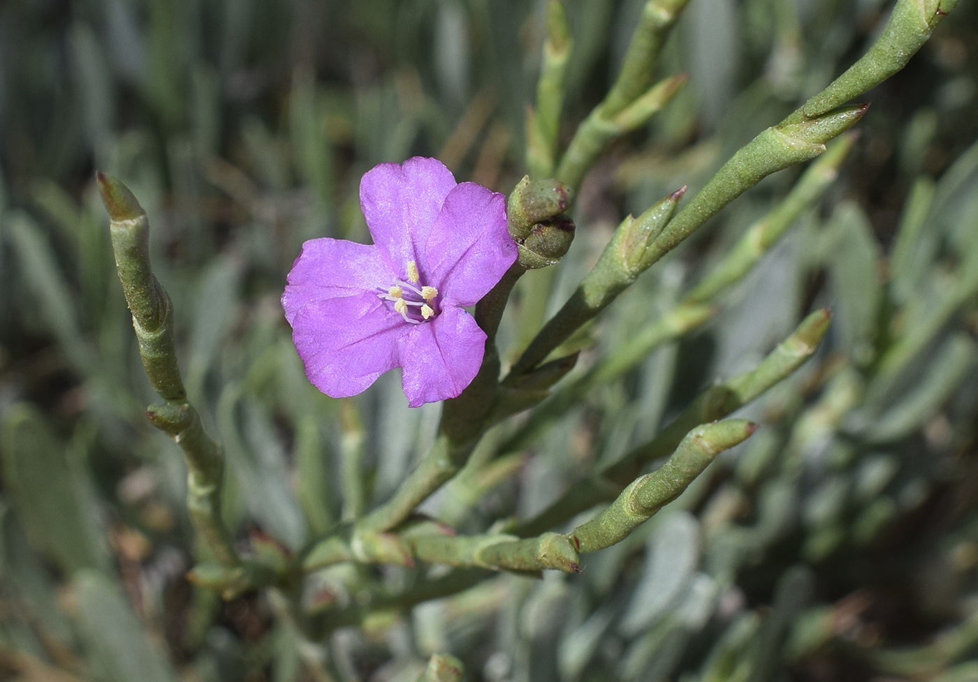 Image of Limoniastrum monopetalum specimen.