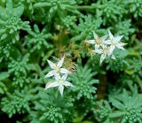 Sedum subspecies bithynicum