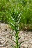 Erysimum cheiranthoides. Верхушка побега с развивающимся соцветием. Свердловская обл., Красноуфимский округ, Усть-Машский сельский совет, окр. дер. Русский Усть-Маш, галечный берег. 13 июня 2021 г.