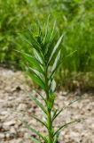 Erysimum cheiranthoides