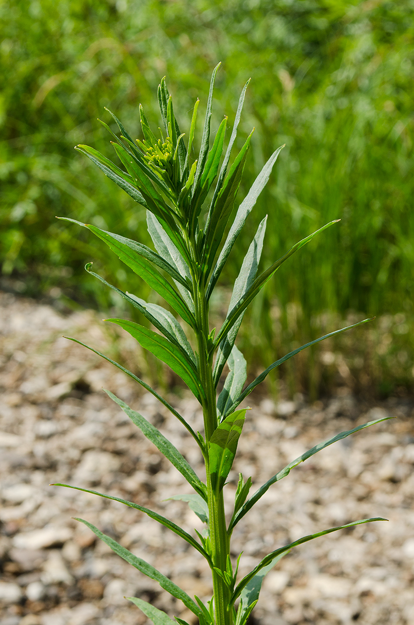 Image of Erysimum cheiranthoides specimen.