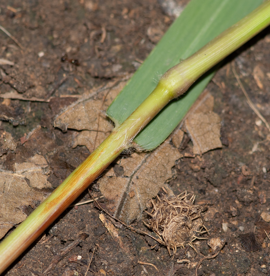 Image of Paspalum distichum specimen.