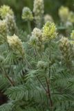 Oxytropis pilosa