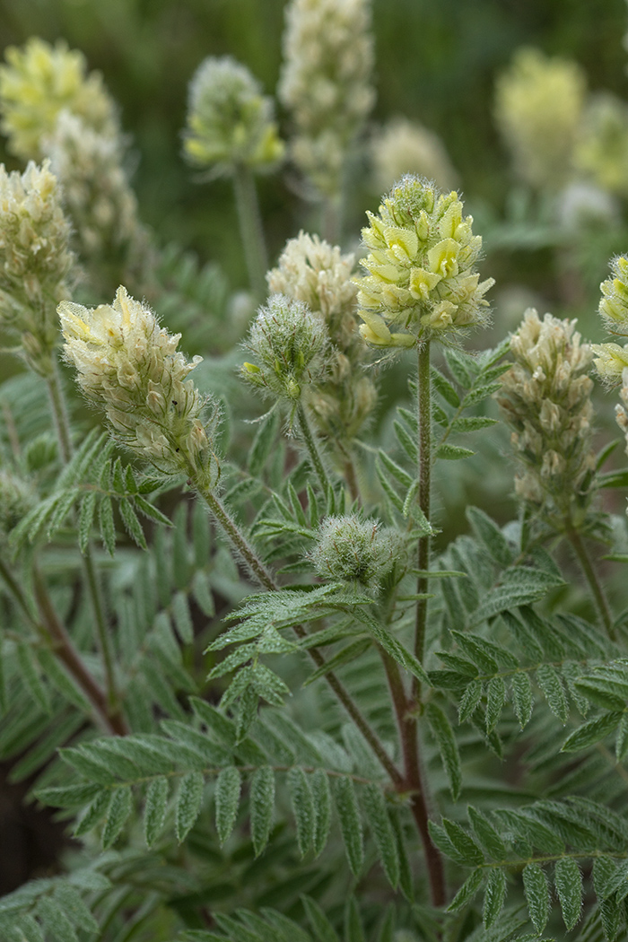 Изображение особи Oxytropis pilosa.