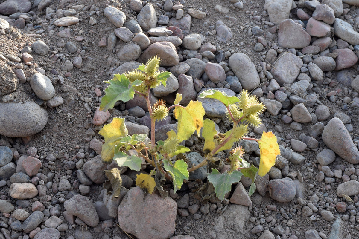 Image of Xanthium orientale specimen.