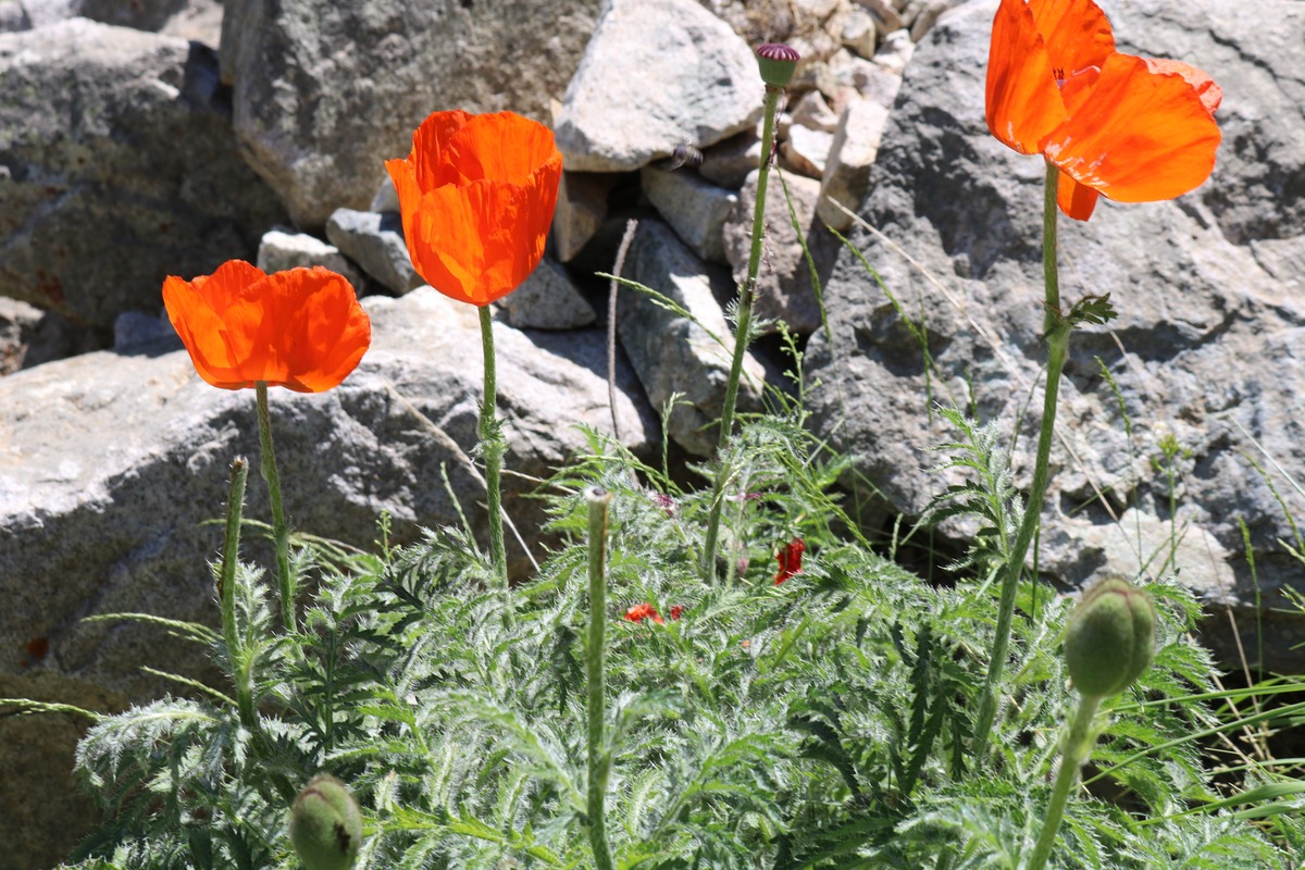 Изображение особи Papaver orientale.