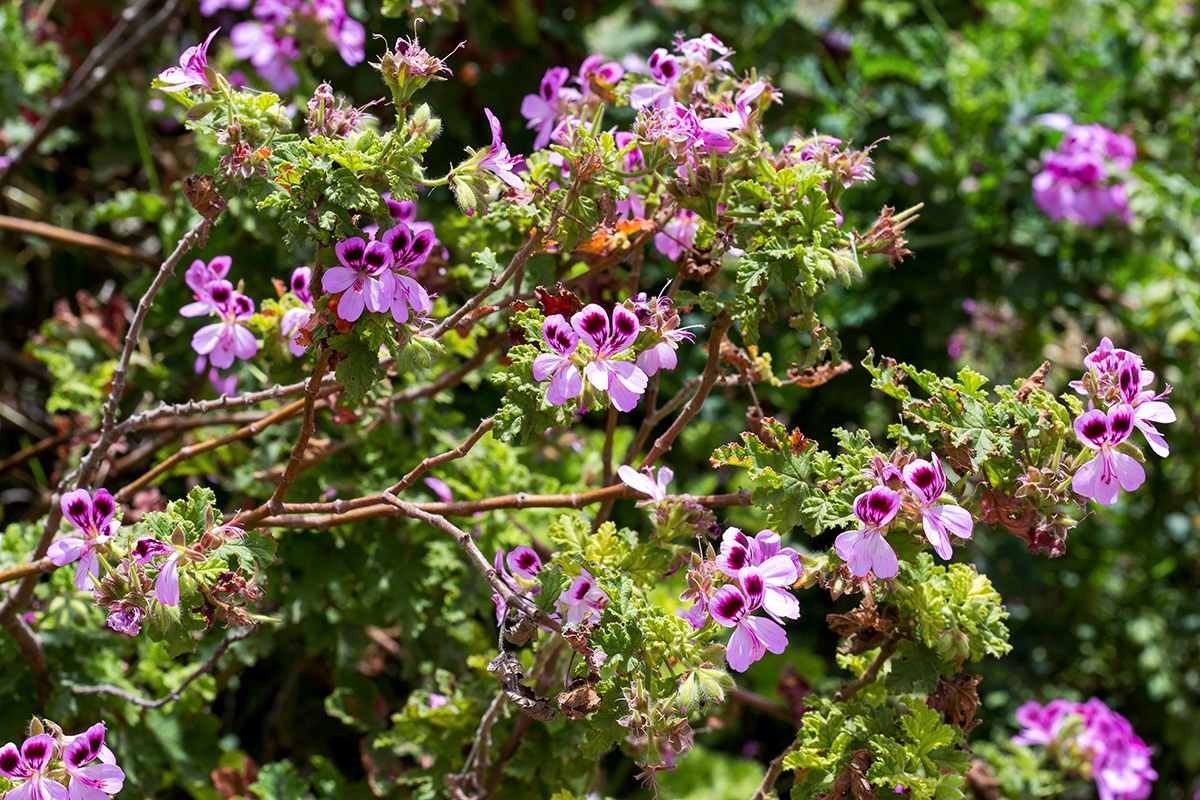 Image of Pelargonium quercifolium specimen.