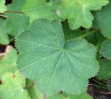 Alchemilla minusculiflora. Лист прикорневой розетки. Абхазия, гора Ах-Аг, выс. ок. 2200 м н.у.м., субальпийский луг с рододендронами. 08.08.2021.