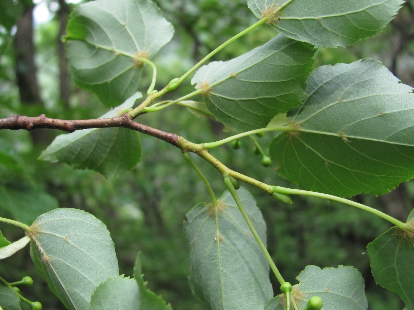 Изображение особи Tilia cordata.