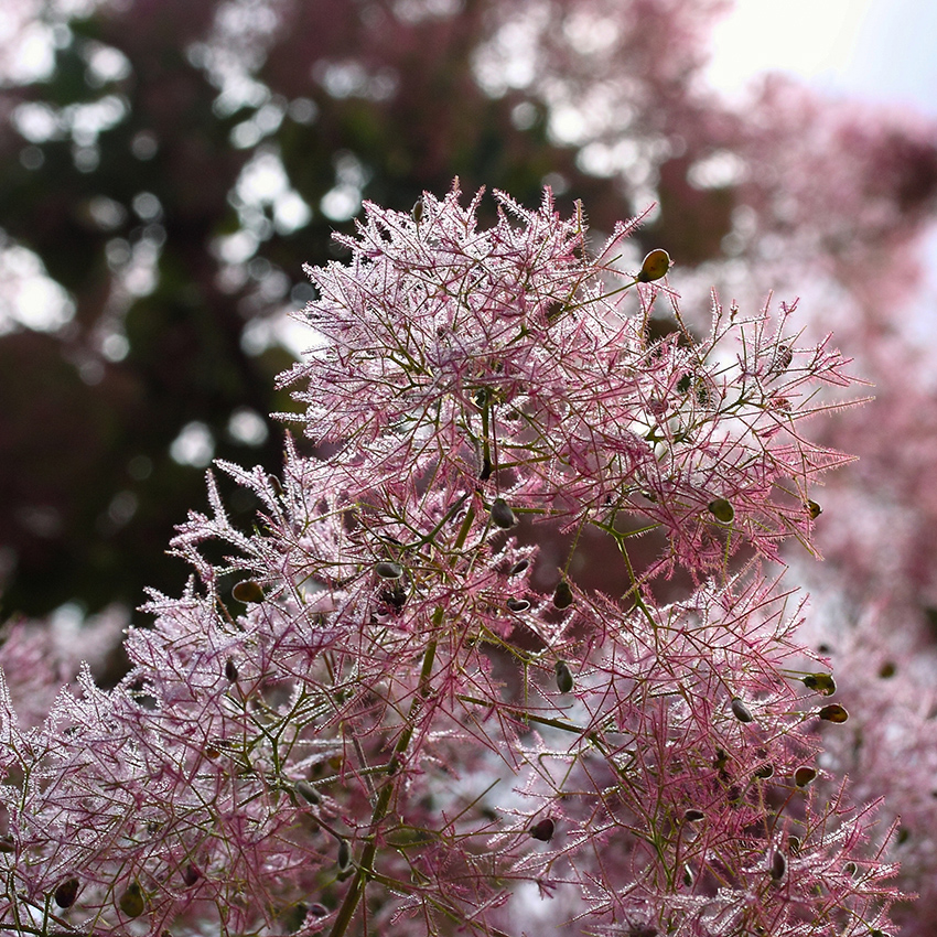 Изображение особи Cotinus coggygria.