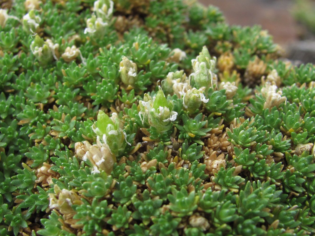 Image of Minuartia brotheriana specimen.