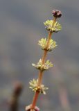 Myriophyllum spicatum