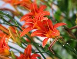 Hemerocallis &times; hybrida