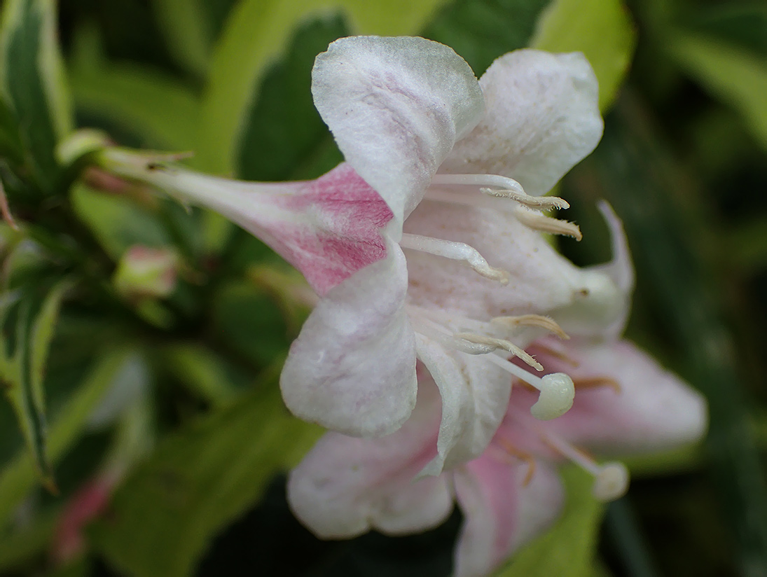 Image of Weigela florida specimen.