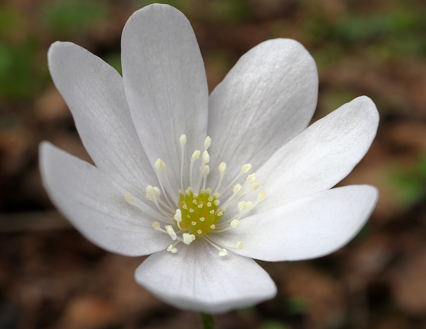 Image of Hepatica nobilis specimen.