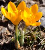 Crocus flavus