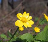 Ficaria verna
