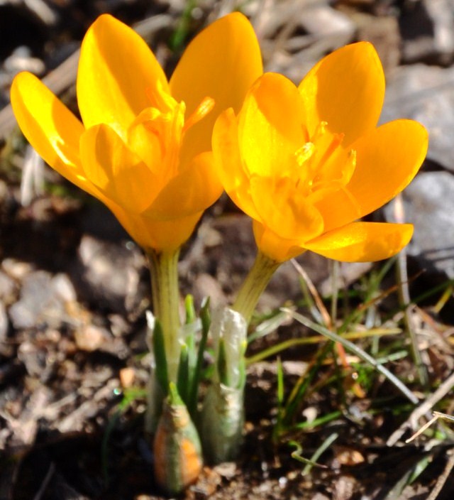 Изображение особи Crocus flavus.