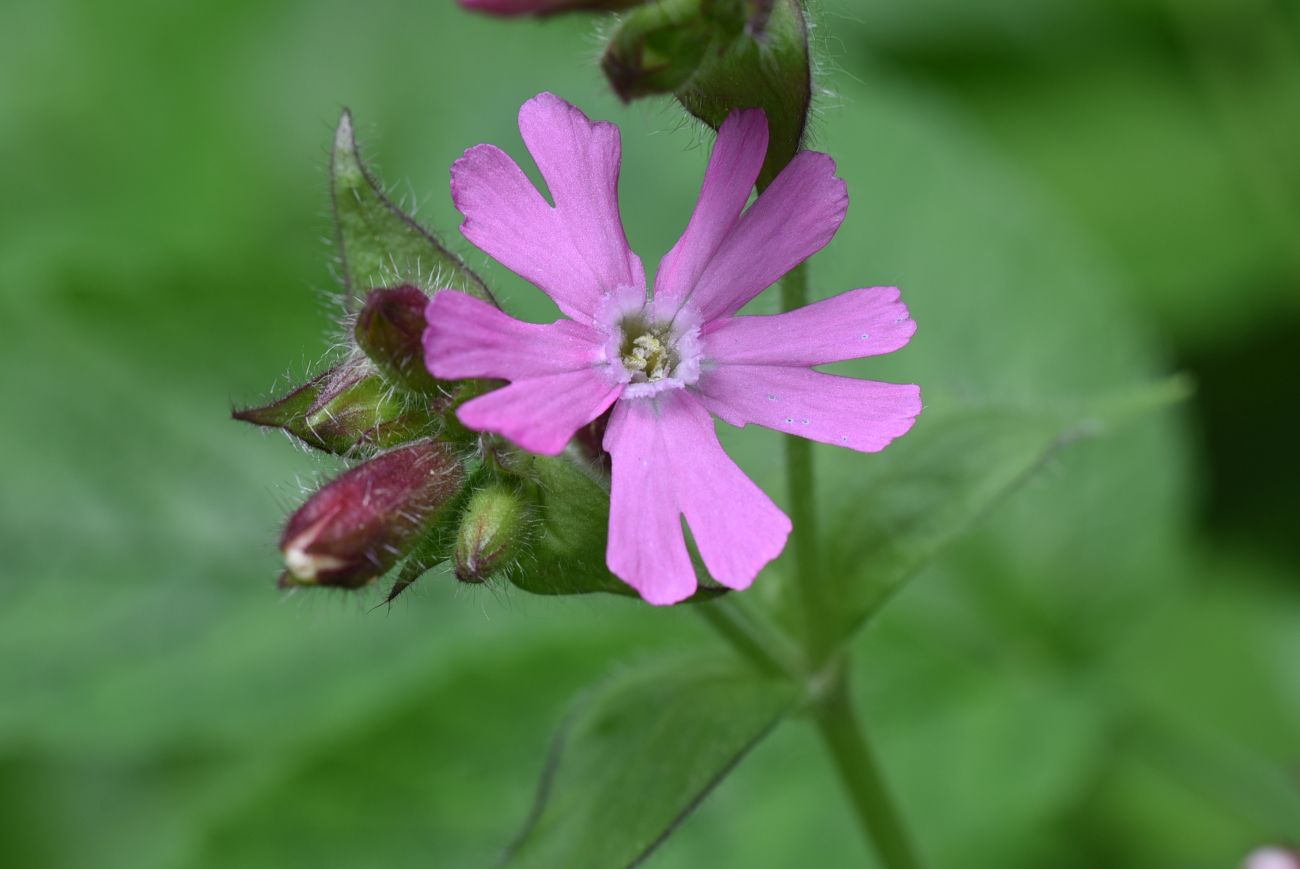 Изображение особи Melandrium dioicum.