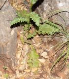 Verbascum tripolitanum