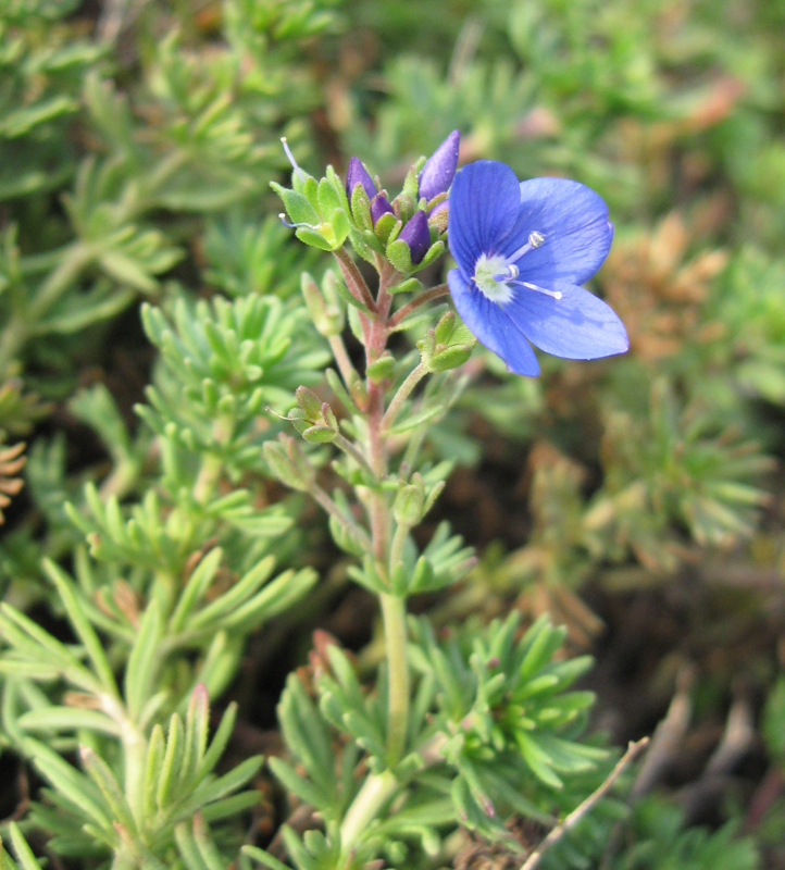 Image of Veronica armena specimen.