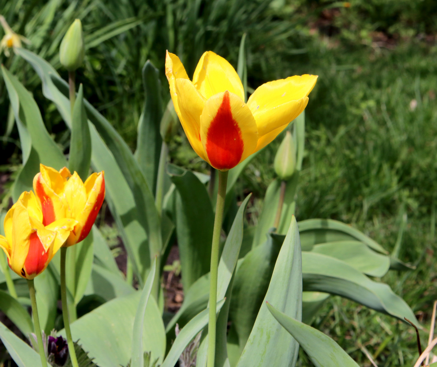 Image of Tulipa tschimganica specimen.