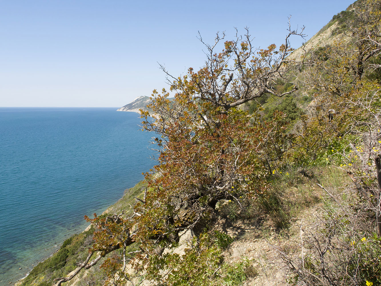 Image of Pistacia mutica specimen.