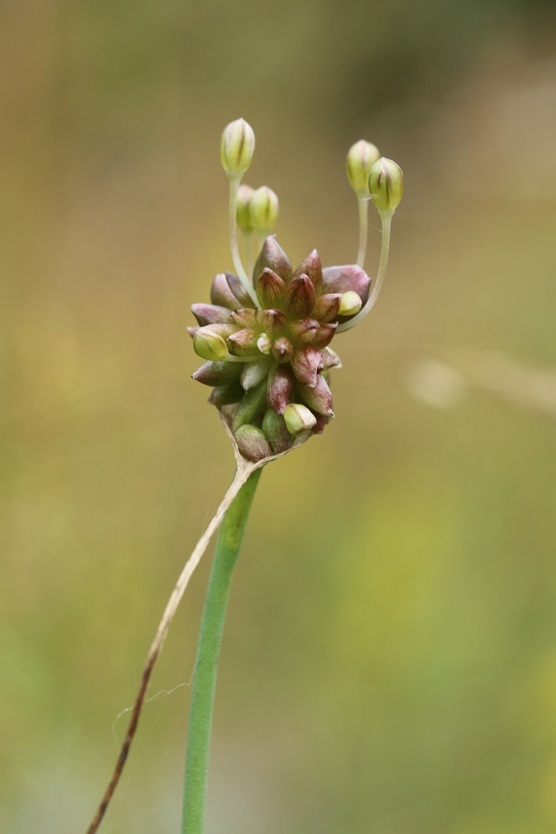 Image of Allium oleraceum specimen.