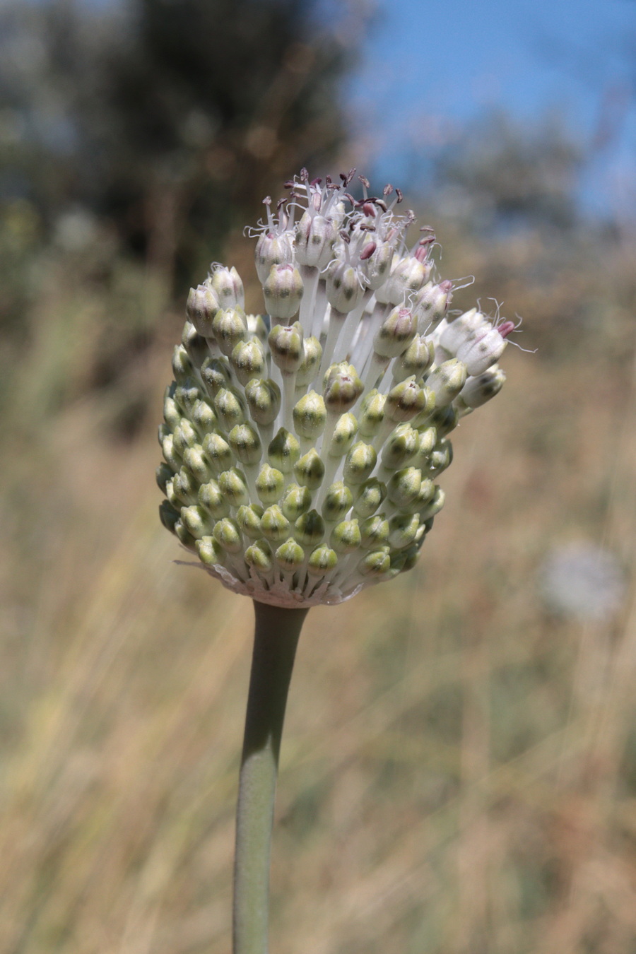 Image of Allium guttatum specimen.