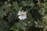 genus Rosa. Цветок и листья. Республика Ингушетия, Джейрахский р-н, нижнее течение р. Гулойхи, высота 1190 м н.у.м., обочина грунтовой дороги. 20 июня 2022 г.