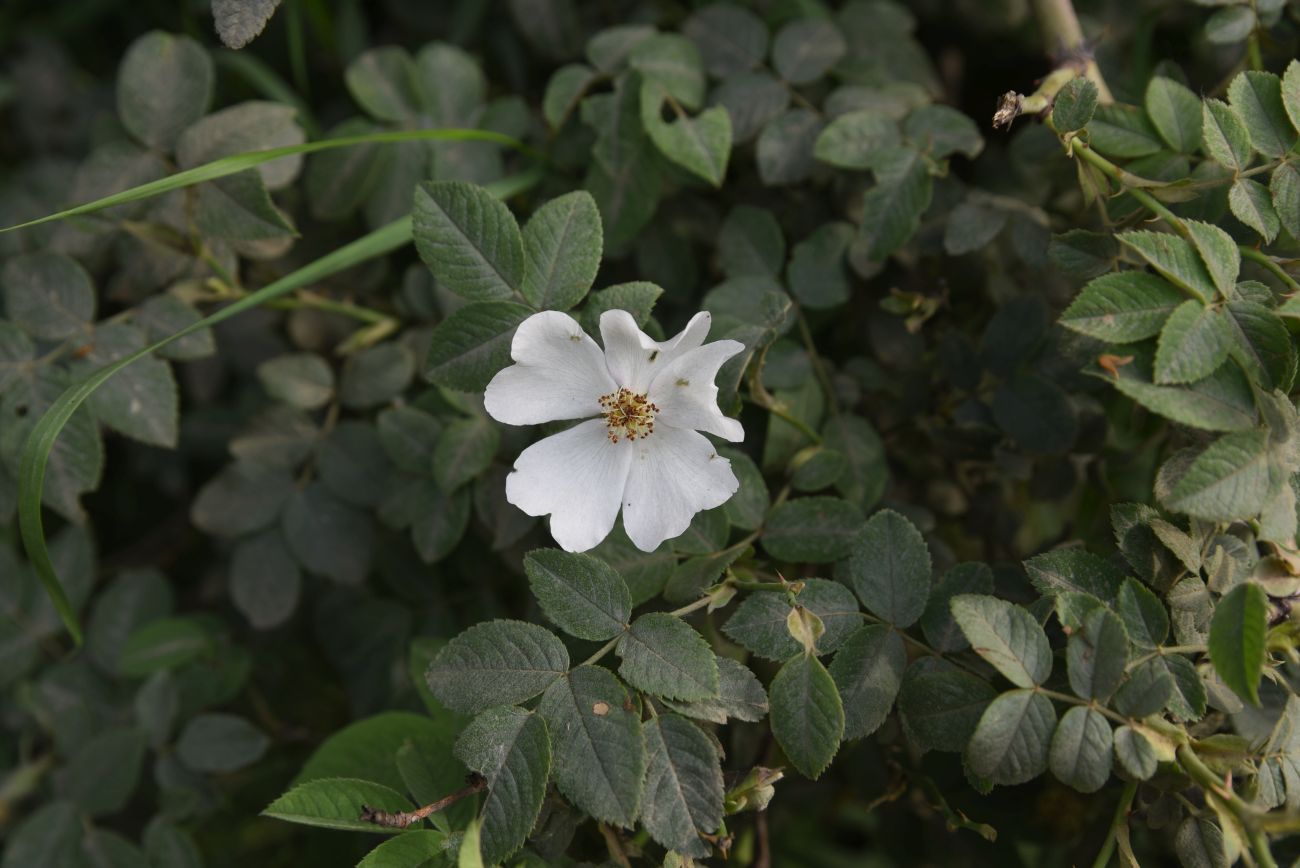 Image of genus Rosa specimen.