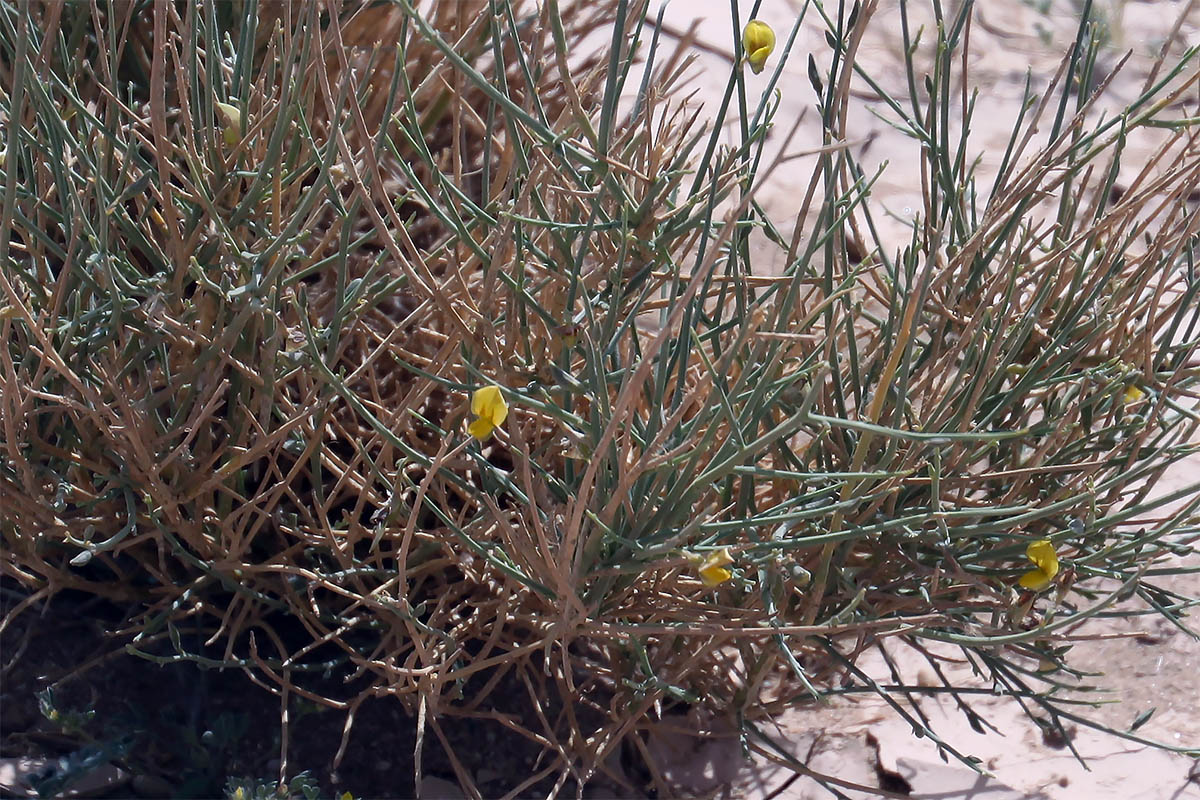 Изображение особи семейство Fabaceae.