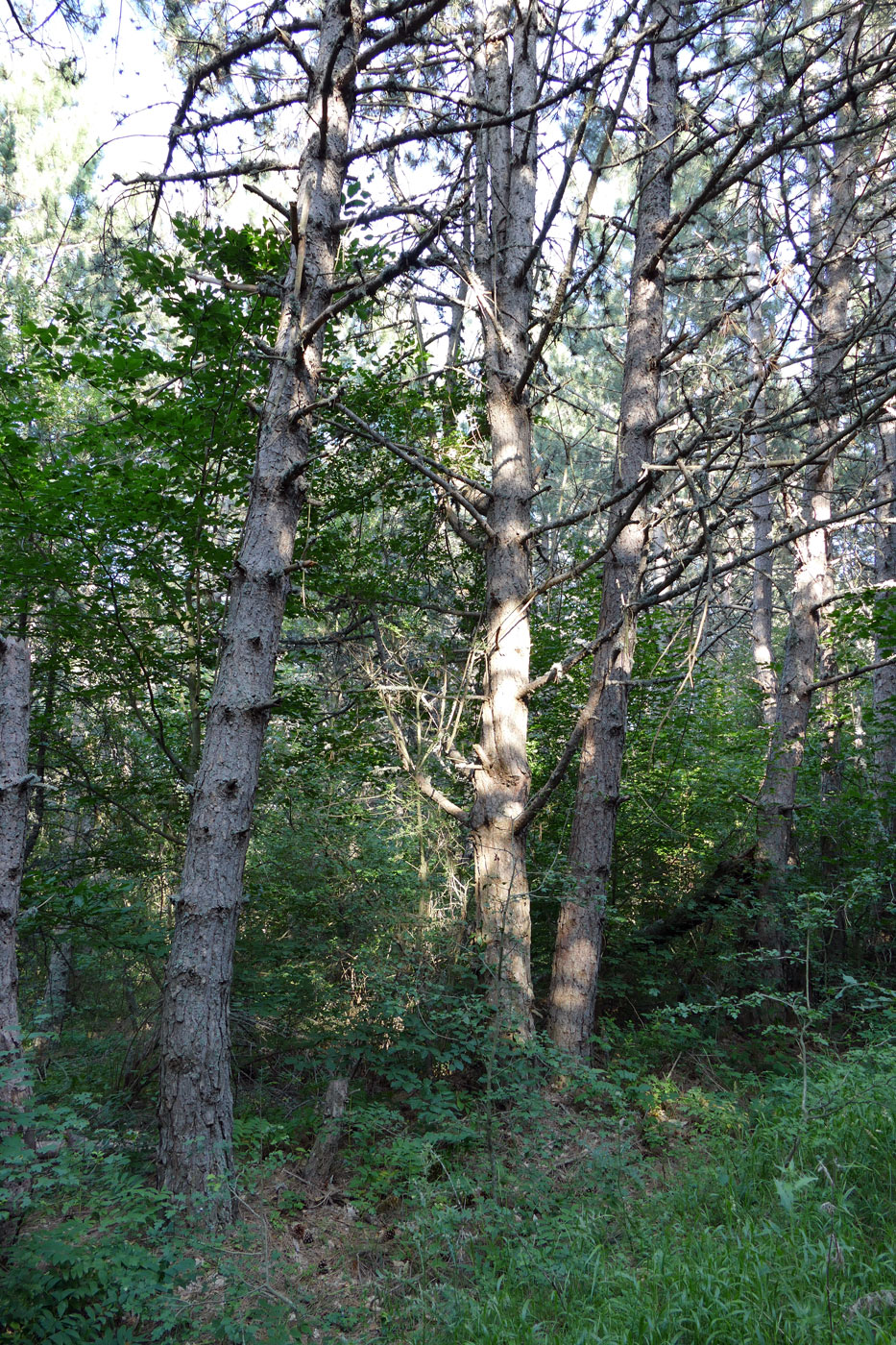 Изображение особи Pinus pallasiana.