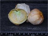 genus Physalis