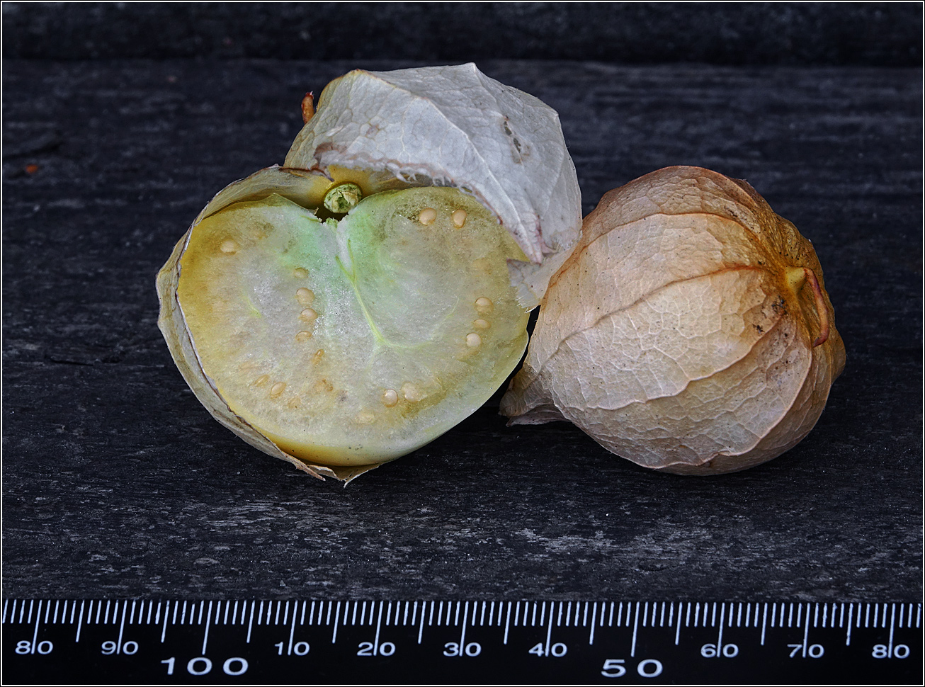 Изображение особи род Physalis.