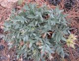Oxytropis popoviana. Растение с плодами. Бурятия, окр. Гусиноозерска. 12.07.2009.