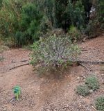 Echium подвид purpuriense