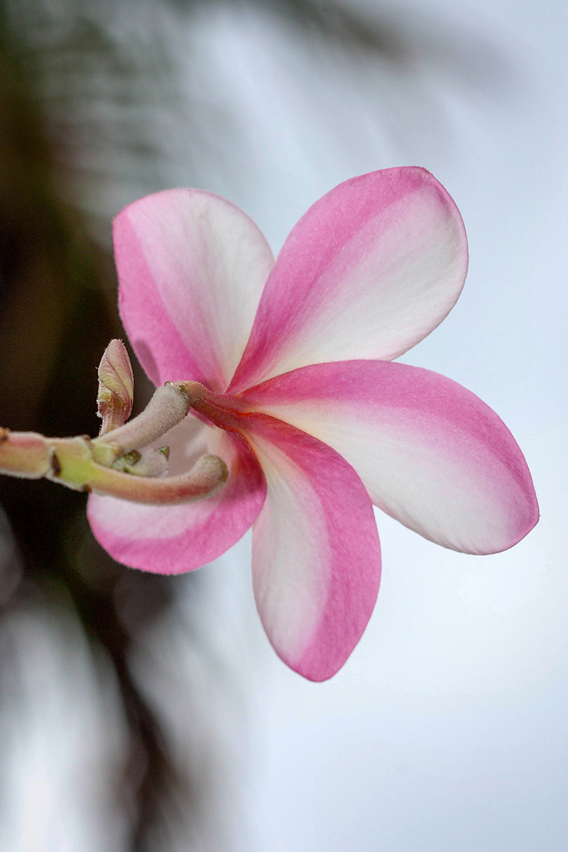 Изображение особи Plumeria rubra.