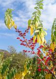 genus Lonicera. Ветвь с плодами. Крым, Южный Берег, Никитский ботанический сад, в культуре. 29.10.2021.
