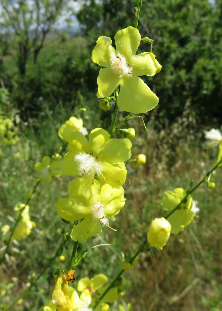 Изображение особи Verbascum pseudonobile.