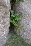 Ailanthus altissima