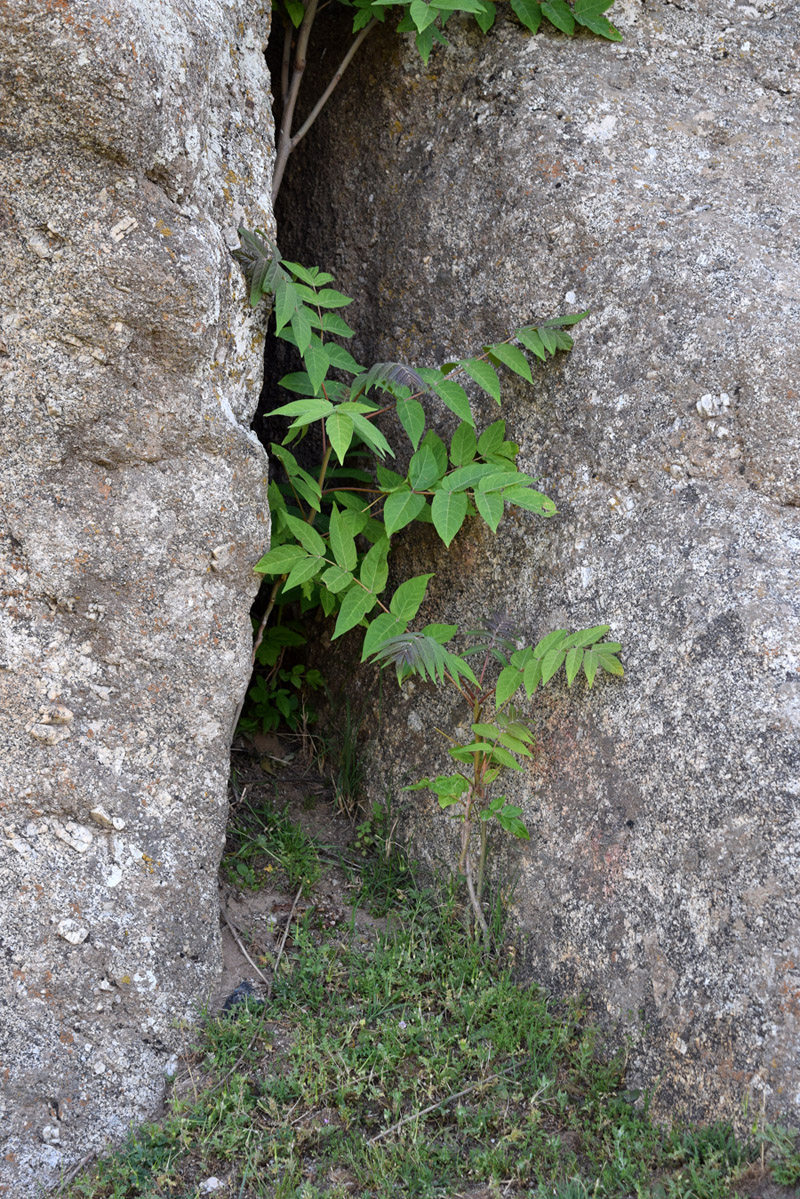 Изображение особи Ailanthus altissima.