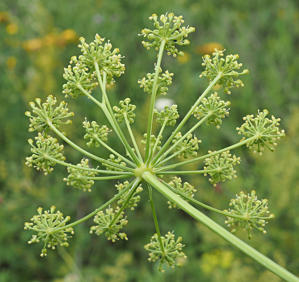 Image of Xanthoselinum alsaticum specimen.