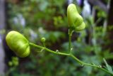 Aconitum × stoerkianum. Побег с бутонами. Свердловская обл., окр. г. Североуральск, дачный участок. 07.08.2010.