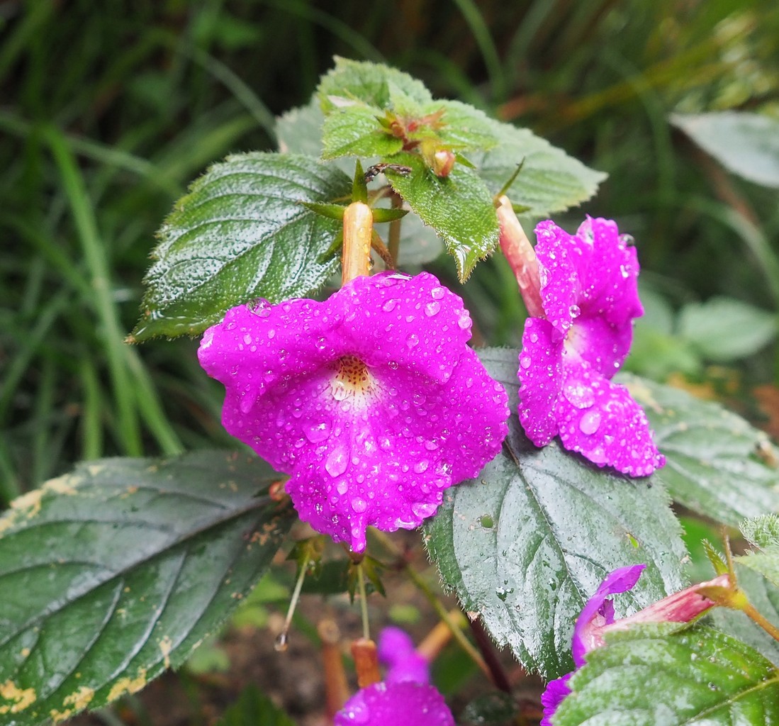 Image of Achimenes grandiflora specimen.